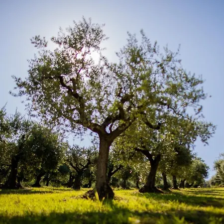 Ulivo Bianco Bed and Breakfast