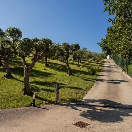 Ulivo Bianco San Giovanni Teatino