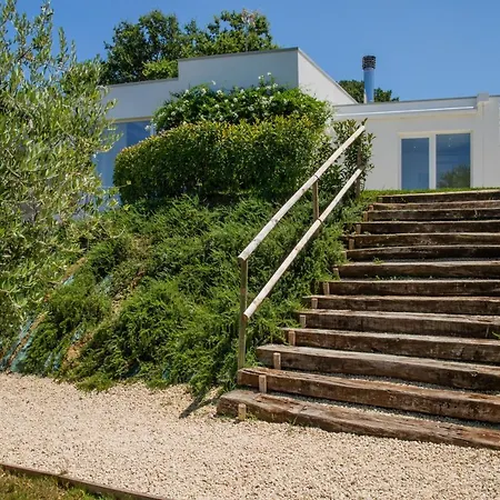 Ulivo Bianco San Giovanni Teatino