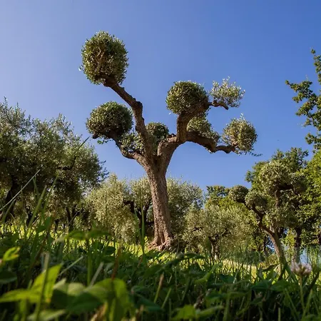 Ulivo Bianco Bed & Breakfast