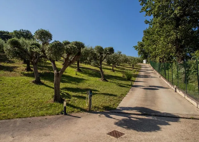 Ulivo Bianco San Giovanni Teatino