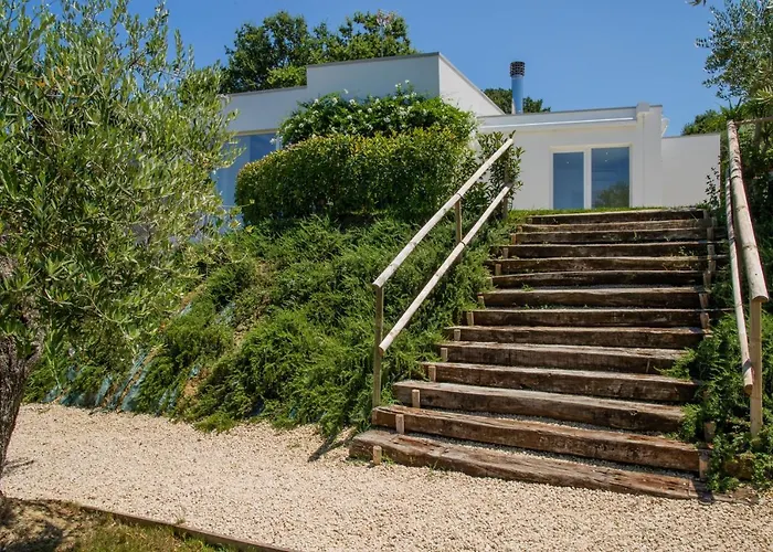 Ulivo Bianco San Giovanni Teatino