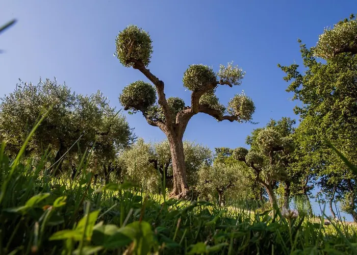 Ulivo Bianco Bed & Breakfast